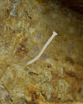 Federico Roldan Vukonich