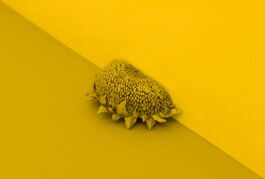 Federico Roldan Vukonich